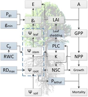 Unlocking Drought-Induced Tree Mortality: Physiological Mechanisms to Modeling
